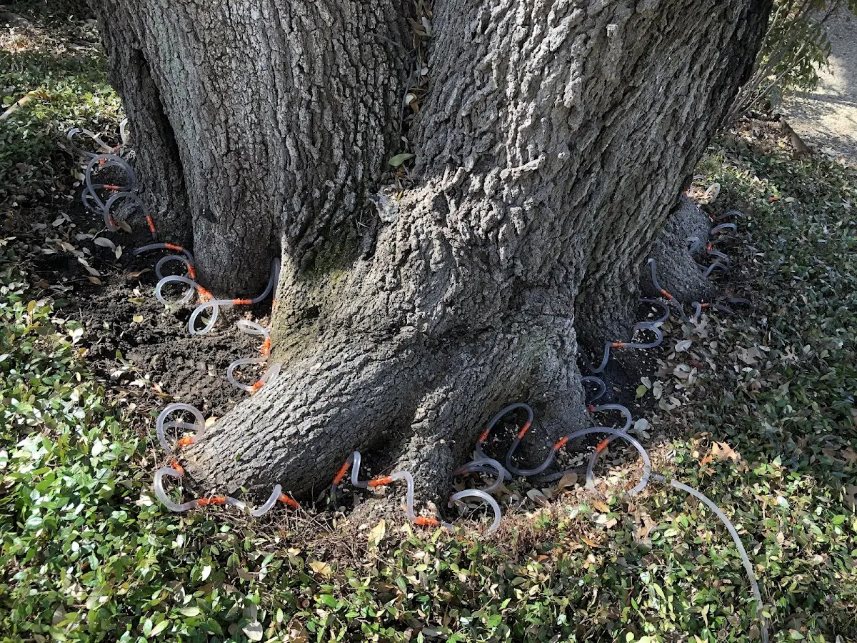 Detailed Tree Cabling and Bracing job site in Clayhole