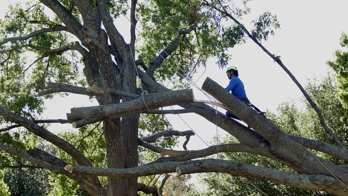 Professional Crown Thinning performed by certified arborists in Clayhole