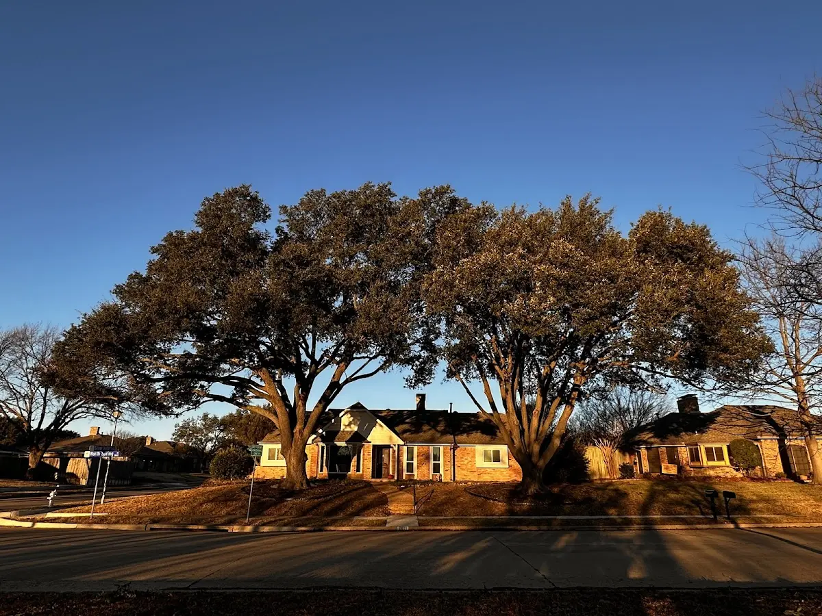 Established residential canopy tree shading a home in Clayhole
